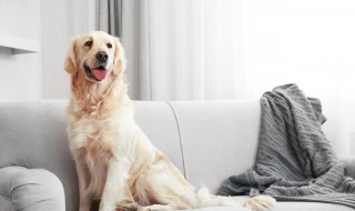 怎么训练狗到固定地方大小便 训练狗狗指定地方大小便