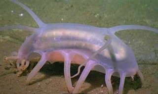 海猪肉能吃吗 海鱼吃猪肉吗