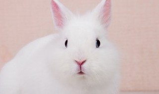 如何做兔笼 如何做兔笼支架