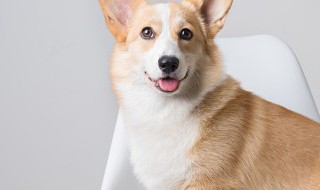 如何给狗狗做零食 怎么自己给狗做零食