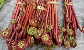 蕨菜都有哪些种类 蕨菜包括哪些