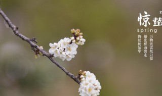 惊蛰能不能理发（惊蛰为什么不能梳头发）