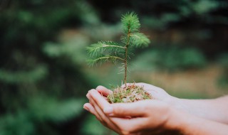 一年级植树节手抄报 一年级植树节手抄报简单