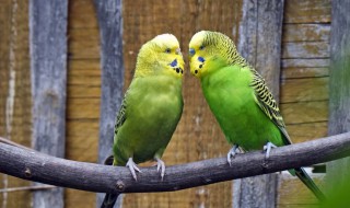 如何教虎皮鹦鹉说话（如何教虎皮鹦鹉说话的小视频）