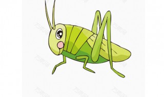 蚂蚱应该怎么养好（怎样养好蚂蚱）