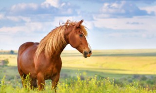 如何修剪马毛 怎么给马剃毛