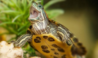 如何照顾乌龟（如何照顾乌龟冬眠）