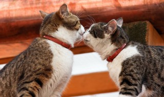 如何训练幼猫 如何训练幼猫不咬人