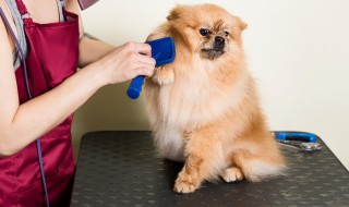 怎么判断母狗是否怀孕 怎样判断母犬是否怀孕