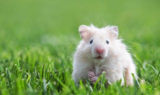 如何培育仓鼠(仓鼠怎么养仓鼠)