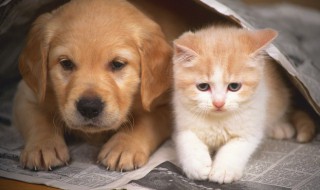 如何让猫和狗和平相处 怎样能让狗和猫和平相处