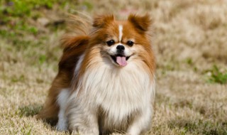 如何增加狗狗的食欲(怎么增加狗狗的食欲)