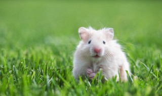 如何照顾仓鼠（如何照顾仓鼠生出来的小崽儿）