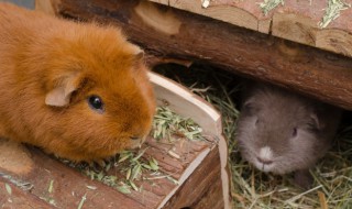 怎么让仓鼠信任你（怎样让仓鼠信任你）