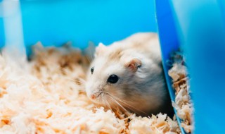 怎么训练仓鼠不咬人（怎么训练仓鼠不咬人?可以放在手上）