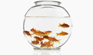 如何繁殖金鱼（如何繁殖金鱼苗）