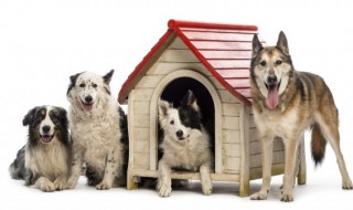 如何阻止你的狗朝陌生人叫（怎么让狗对陌生人叫）