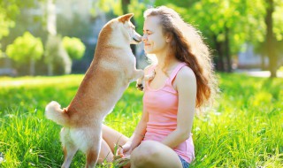 如何改善狗狗软便的情况 狗狗软便不好吗