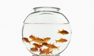 家里有的什么东西可以喂小金鱼（家里养的小金鱼可以喂什么）