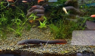 如何照料与饲养蝾螈 怎么饲养蝾螈