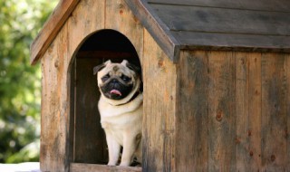 如何给无法用药的小狗去除跳蚤（狗的跳蚤药怎么用）