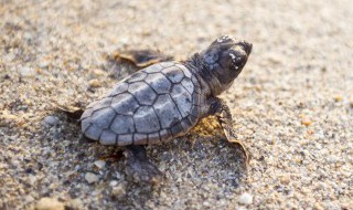 如何照顾你的箱龟 你会怎么照顾乌龟