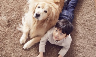 如何让你的狗狗变得好闻（怎么把狗狗养的越来越漂亮）