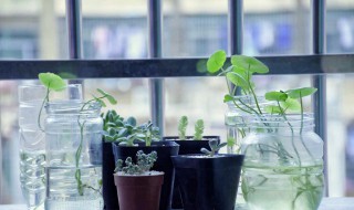 6个有关植物的知识点 植物的三大作用知识点