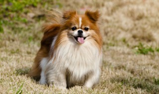 如何停止邻居的狗叫扰民（邻居狗叫扰民怎么办）