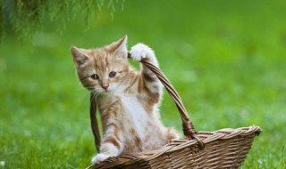 如何让狗不再追赶猫咪 狗狗一直追猫怎么办