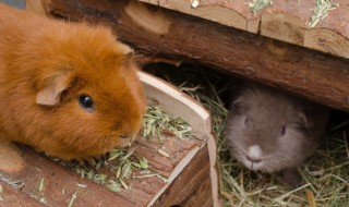 如何让仓鼠信任你 如何让仓鼠相信自己
