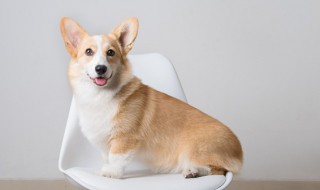 怎么训练小狗在固定地方大小便 怎样训练小狗狗不随地大小便