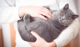 怎么向猫咪道歉(如何向猫咪道歉)