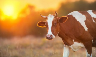 如何分辨母牛是否要分娩（母牛产前有什么表现）