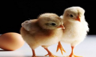 如何确定一只鸡的性别 鸡的性别比例