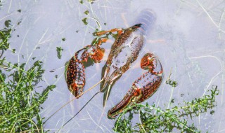 如何照顾你的小龙虾 怎么喂养小龙虾