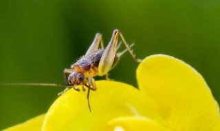 如何自己养蟋蟀（家养蟋蟀怎么养）