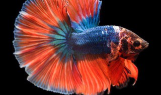 如何给斗鱼换水(中国斗鱼换水的正确方法)