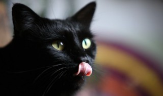 如何阻止公猫的尿液标记行为 公猫尿几滴是在标记嘛?