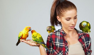 怎么喂养牡丹鹦鹉 牡丹鹦鹉怎么养?看完这个就明白