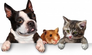 怎么在全职工作的同时照顾宠物狗（上班族如何养宠物狗）