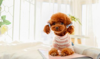 怎么安抚爱犬 怎么安抚紧张的狗