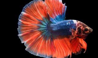 如何判断斗鱼的年龄 怎么判断斗鱼的年龄