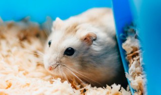 有点萌的宠物名字大全 可爱点的宠物名字