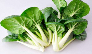 小白菜苦能吃吗 白菜苦的能吃吗