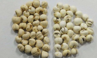 1克川贝大约几个 10克川贝大约多少粒