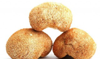 藏灵菇的功效（藏灵菇的药用价值）