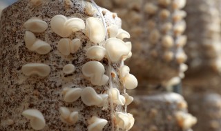 白色木耳的功效与作用（白木耳的功效与作用白木耳图片）