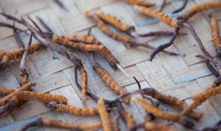 虫草的作用和功效 虫草都有什么功效