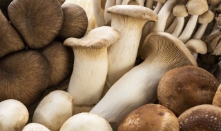 巴西菇的种植（巴西菇栽培技术）